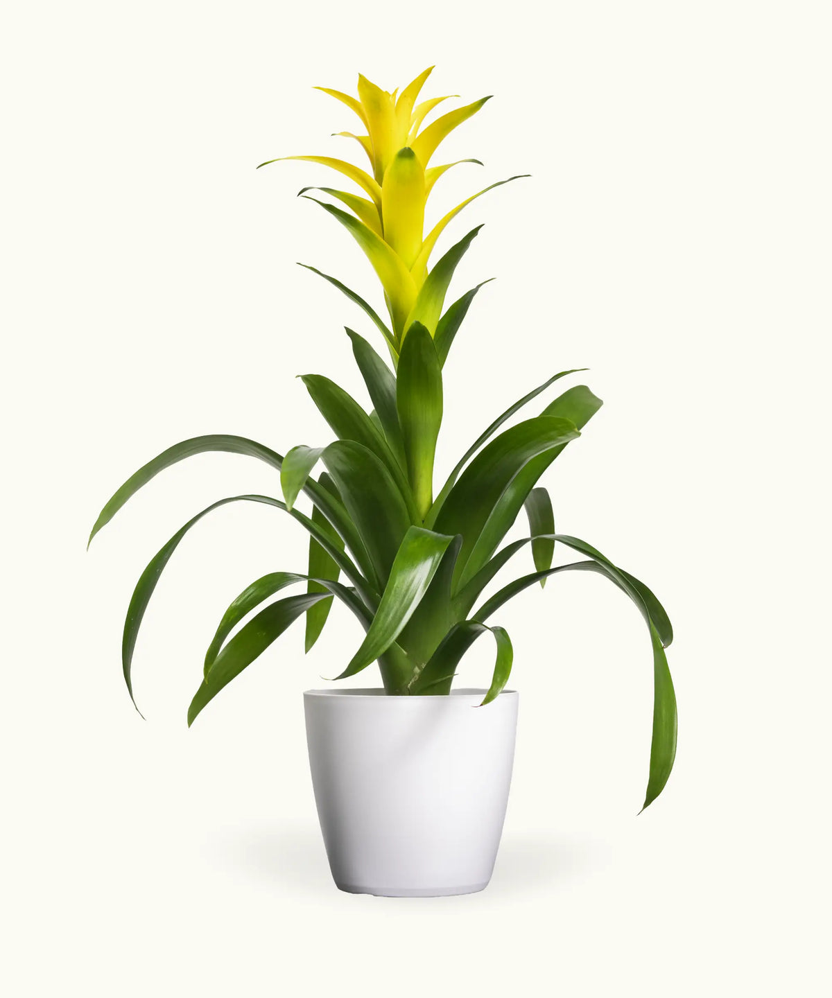 Bromelia Amarilla