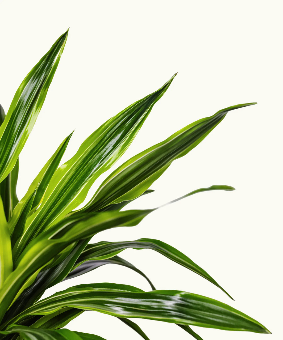 Dracena Limón