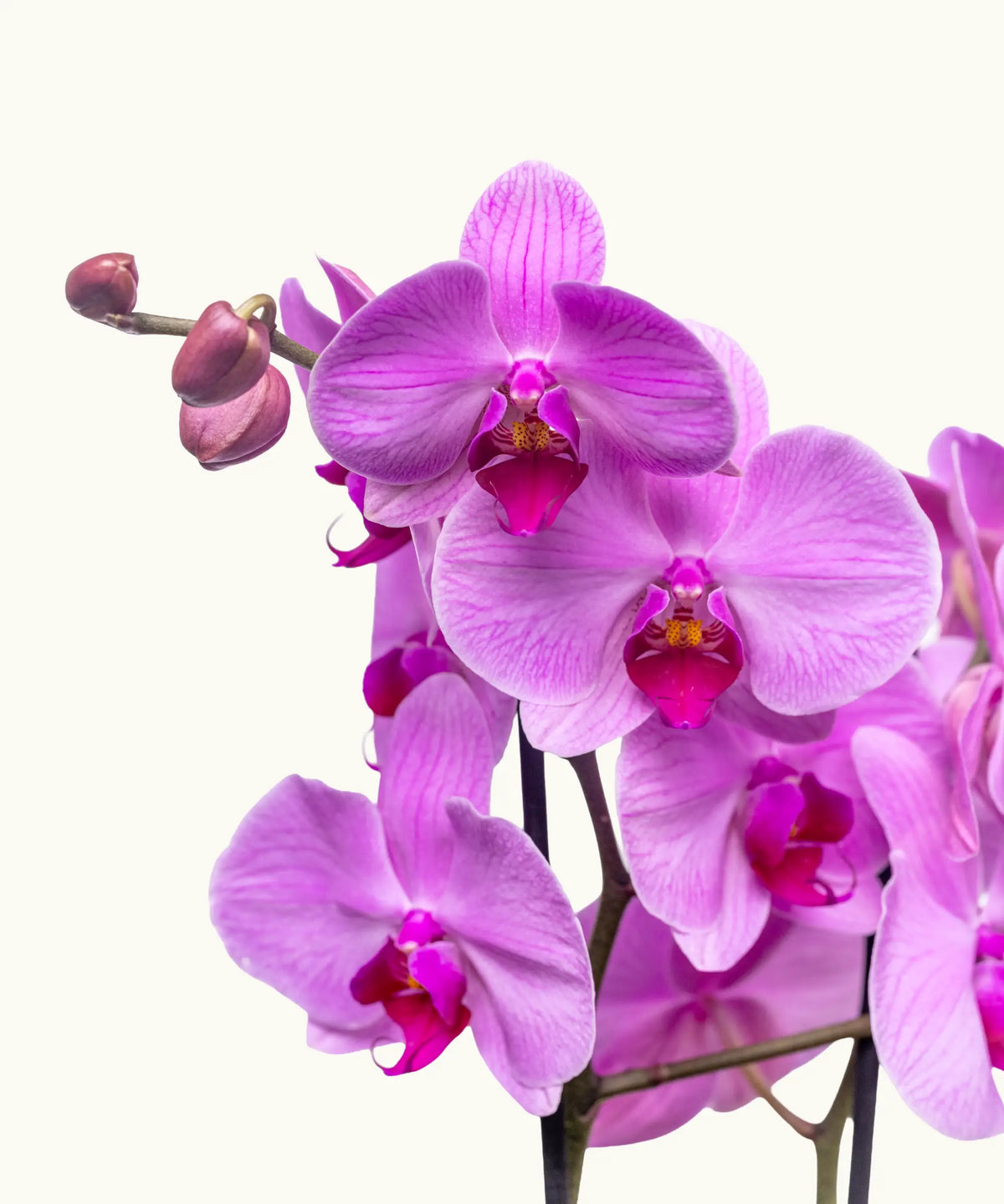 Orquídea Rosa