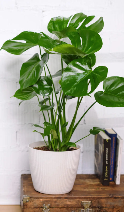 Cómo elegir plantas para el salón según el espacio, la luz y el estilo de tu casa