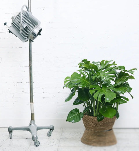 9 plantas de interior que funcionan bien en tu casa (y por qué elegirlas)