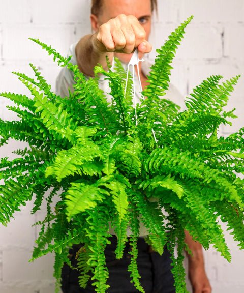 7 plantas de interior que necesitan poca luz y funcionan en 2026