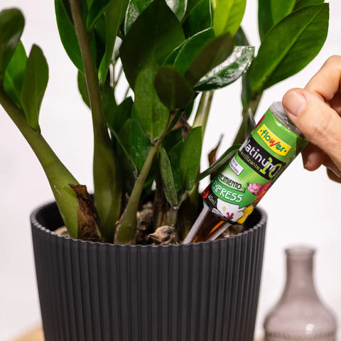 Cuidados básicos para plantas de interior: lo básico para tener plantas duraderas