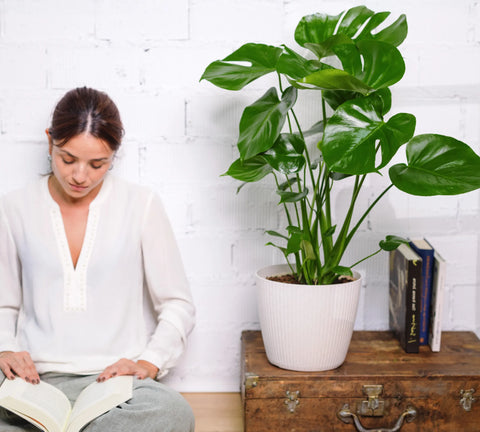 Plantas para el salón