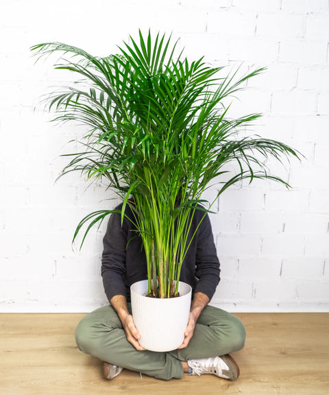 Las plantas más buscadas