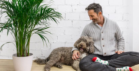 Plantas Pet-Friendly