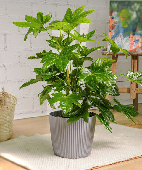 Plantas en Oferta