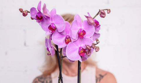 Orquídeas