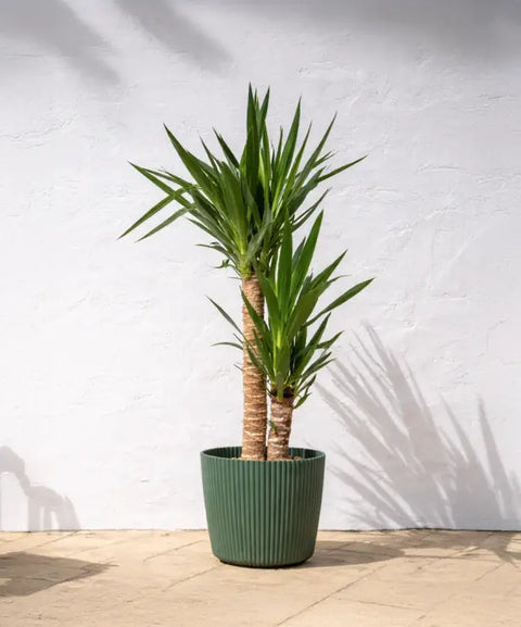 Plantas de verano