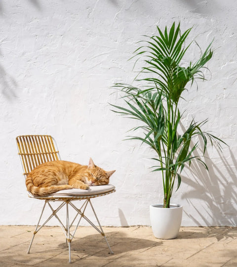 Plantas de Exterior