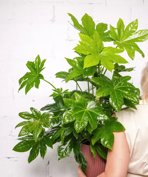 Plantas de exterior resistentes