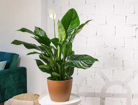 Plantas de Interior