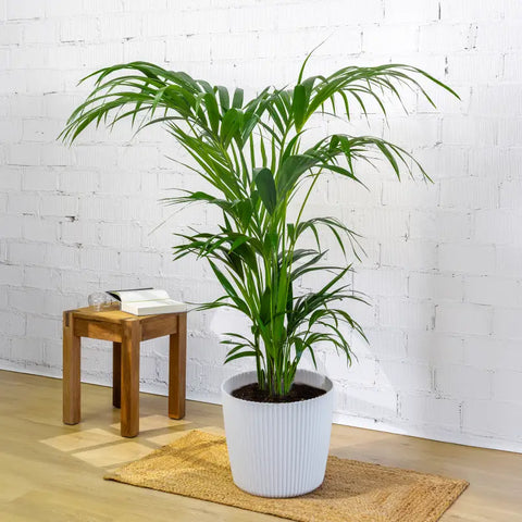 Plantas grandes de interior