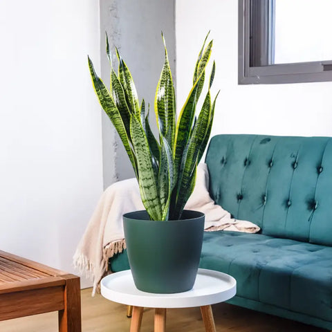 Plantas de interior fáciles de cuidar