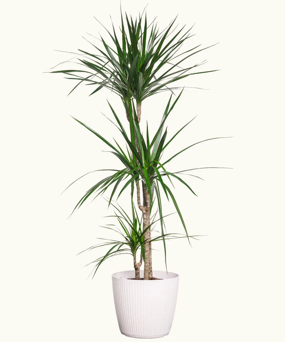 Drácena Marginata