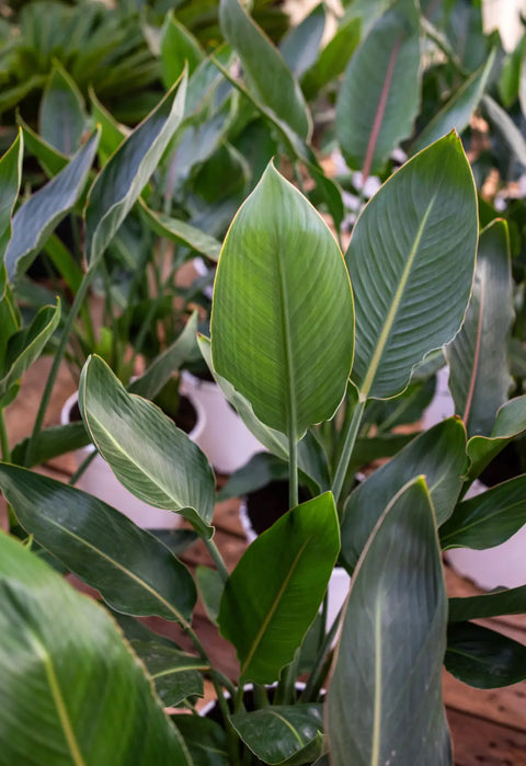 Plantas directas de vivero