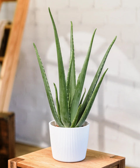Aloe vera