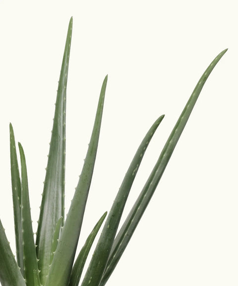 la planta de aloe vera es de interior o exterior Aloe Vera