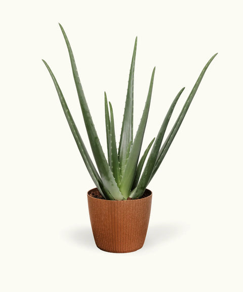 Aloe vera