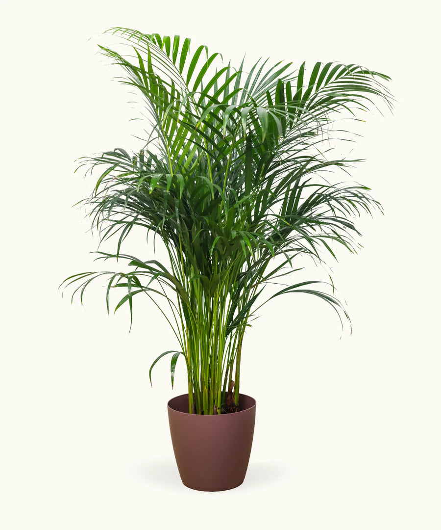 Areca