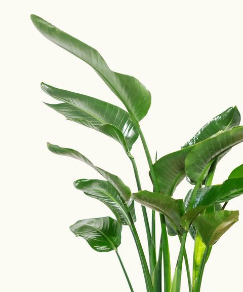 Strelitzia Reginae (Ave del Paraiso)