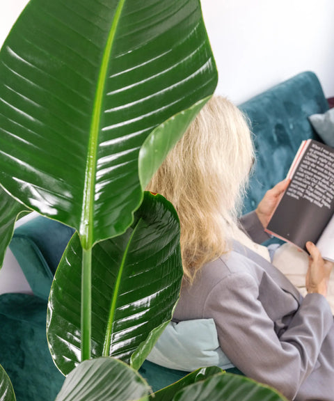 Strelitzia Reginae (Ave del Paraiso)