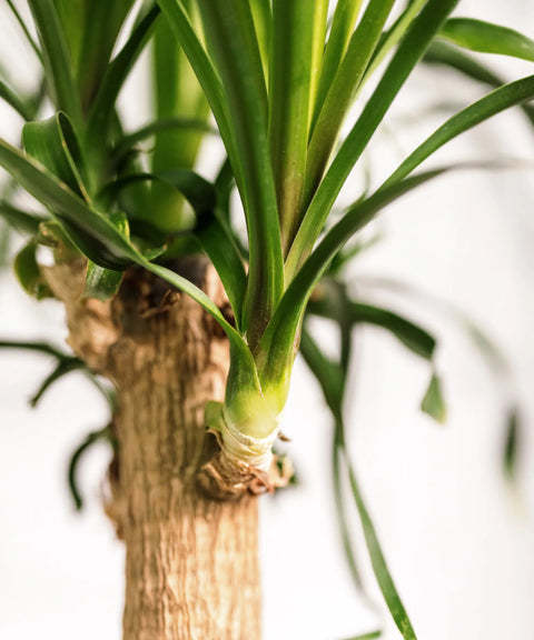 Beaucarnea (Pata de Elefante)