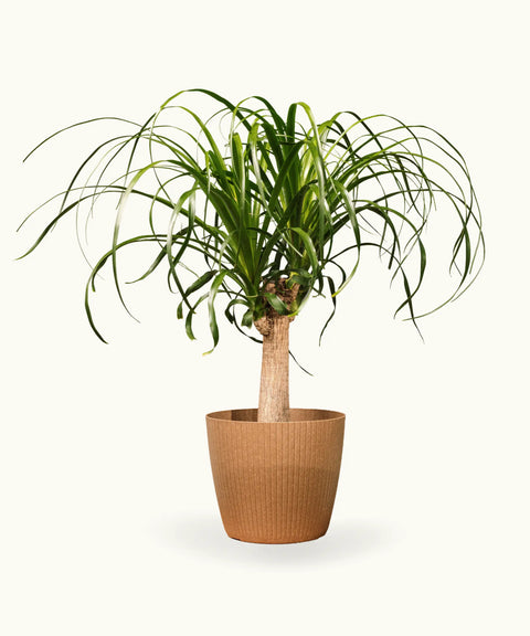 Beaucarnea (Pata de Elefante)