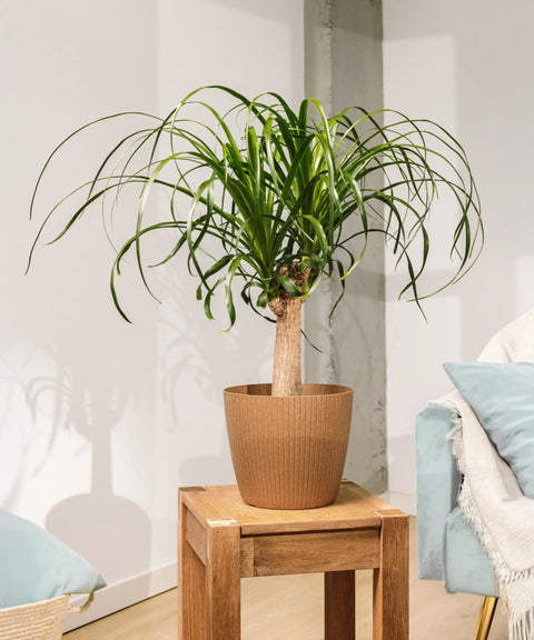 Beaucarnea (Pata de Elefante)