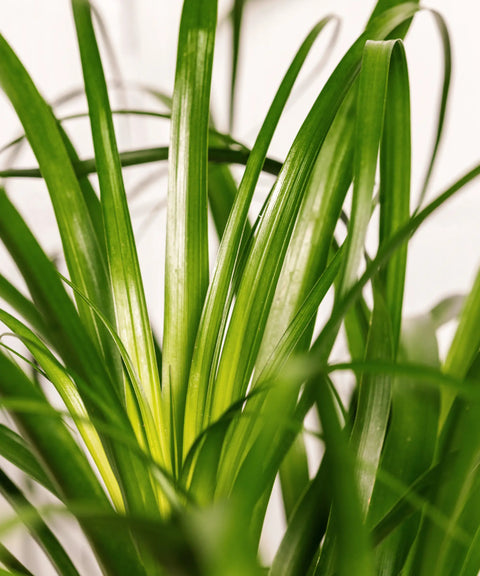 Beaucarnea (Pata de Elefante)