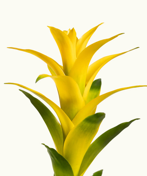 Bromelia Amarilla
