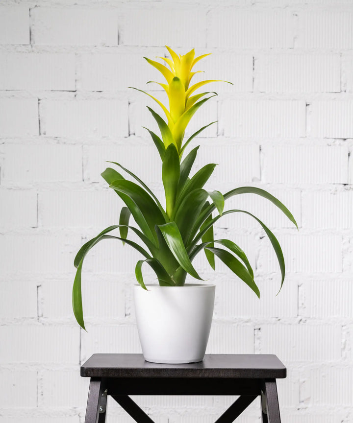 Bromelia Amarilla