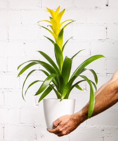 Bromelia Amarilla