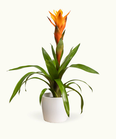 Bromelia Naranja