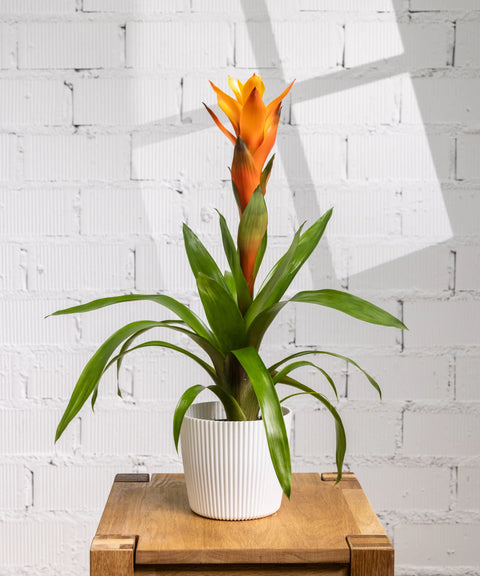 Bromelia Naranja
