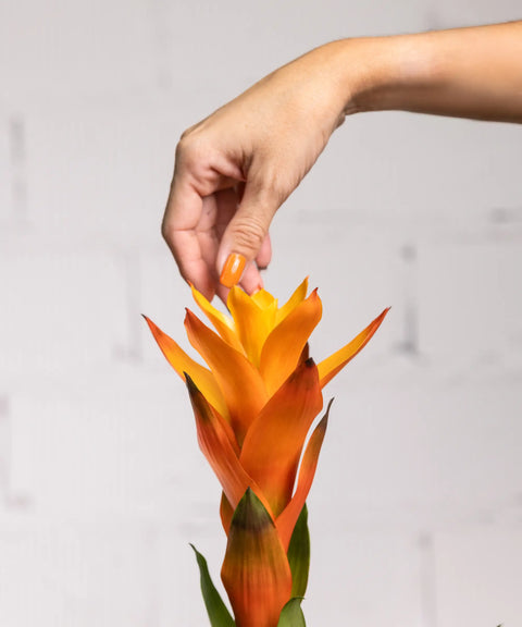 Bromelia Naranja