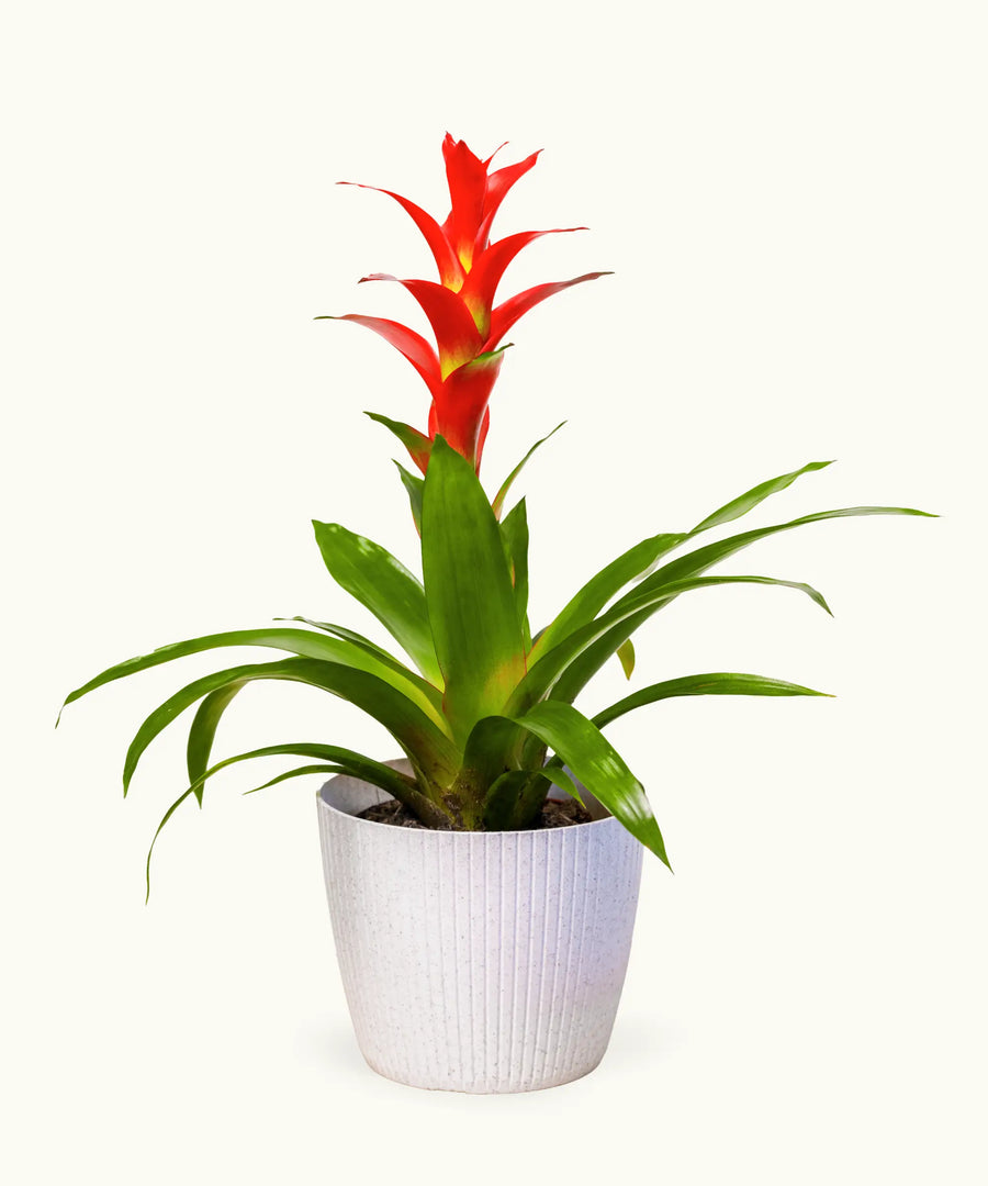 Bromelia Roja