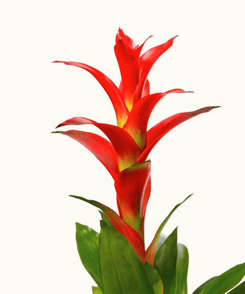 Bromelia Roja