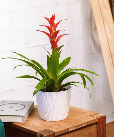 Bromelia Roja