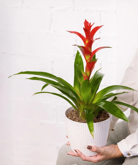 Bromelia Roja