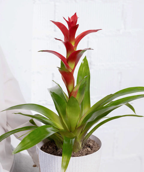 Bromelia Roja