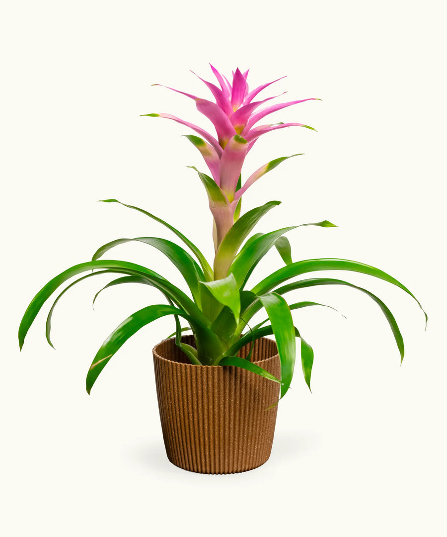 Bromelia Rosa-Fucsia