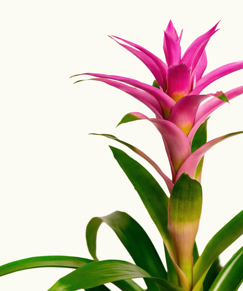 Bromelia Rosa-Fucsia