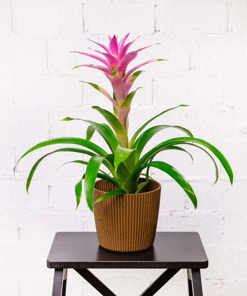 Bromelia Rosa-Fucsia