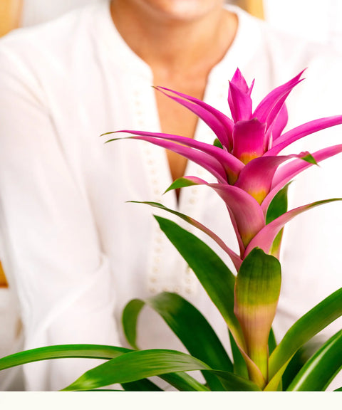 Bromelia Rosa-Fucsia