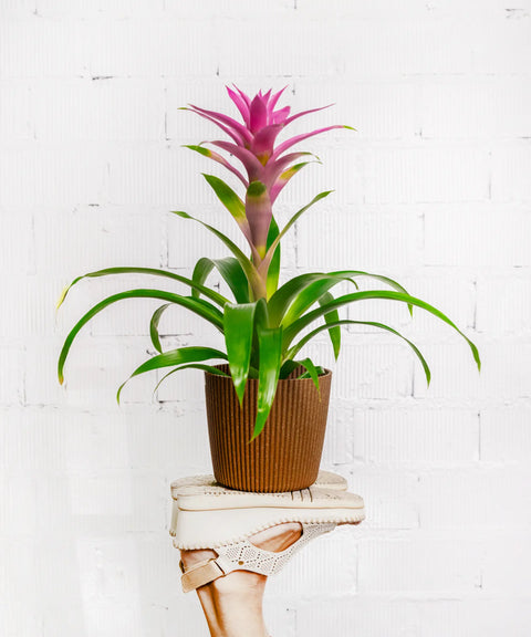 Bromelia Rosa-Fucsia