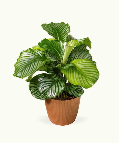 Calathea