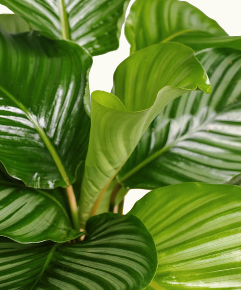 Calathea