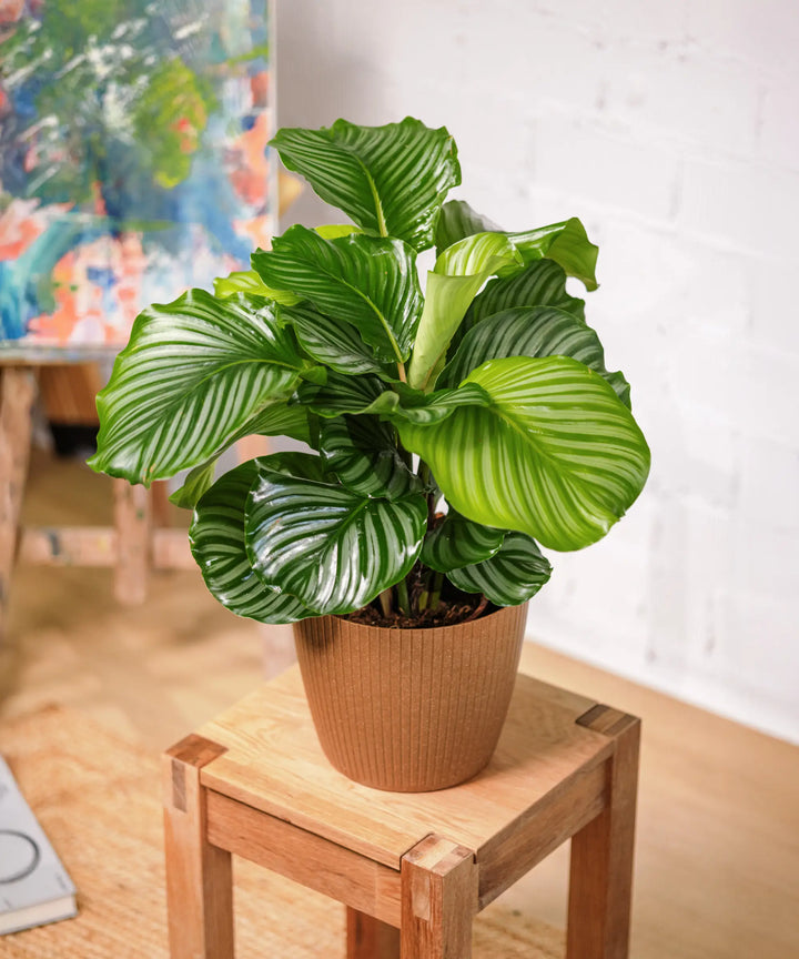 Calathea