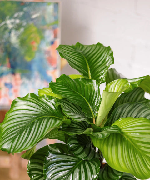 Calathea